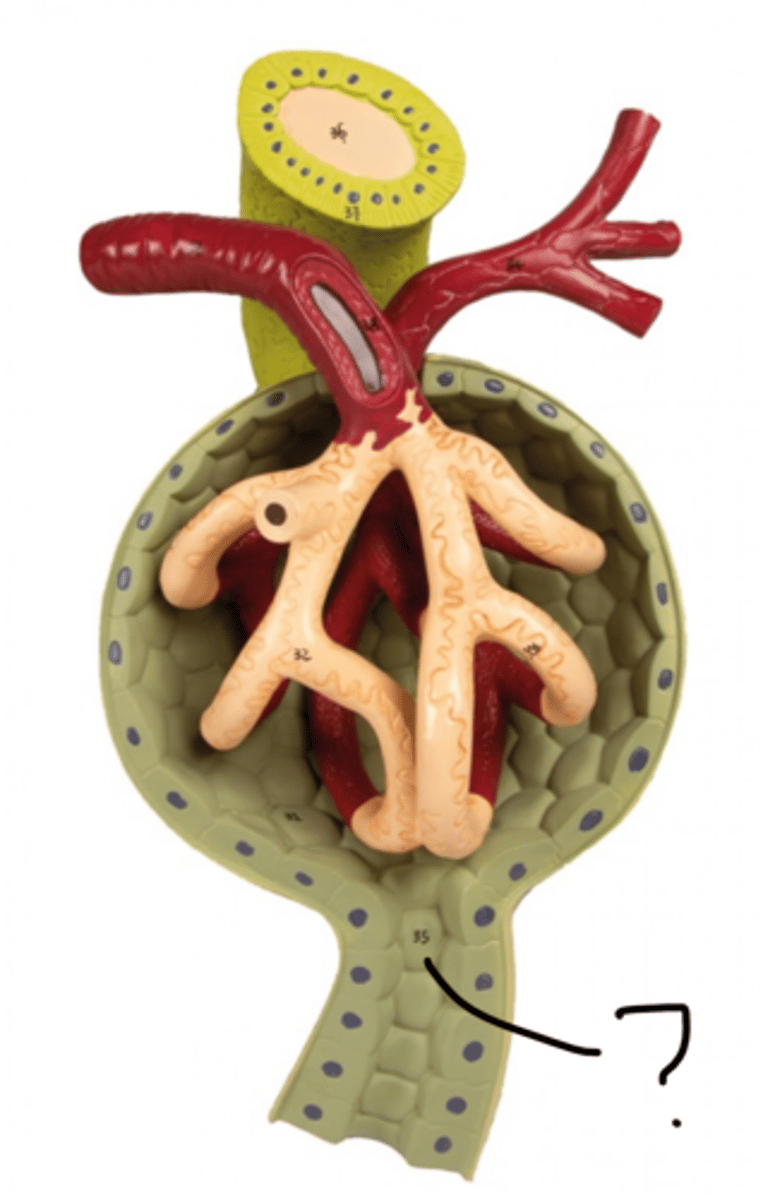 <p>Name this segment</p>