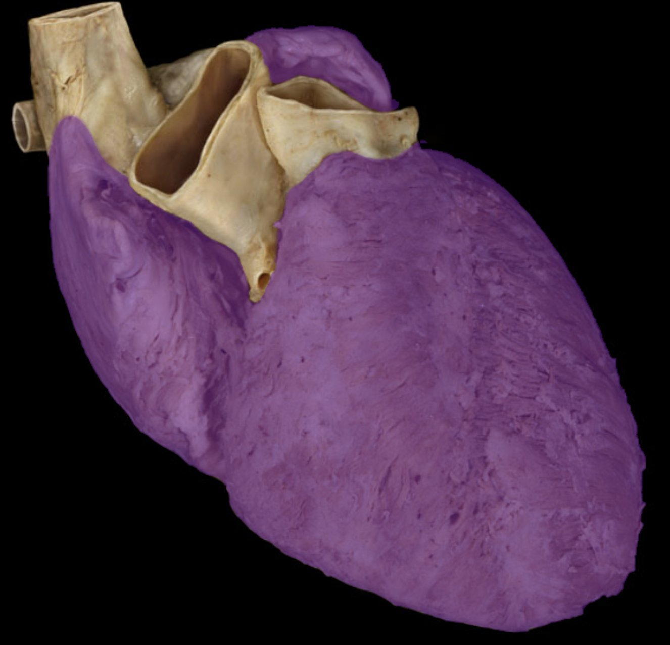 <p>Heart</p>