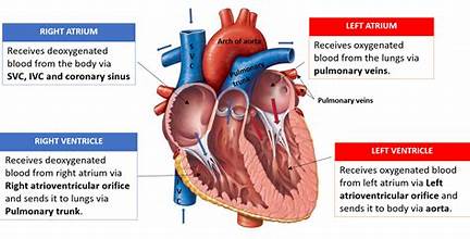<p>ventricles</p>
