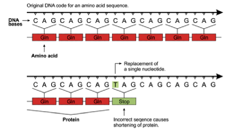 <p>change in the sequence introduces a stop codon which will stop translation</p><p></p>