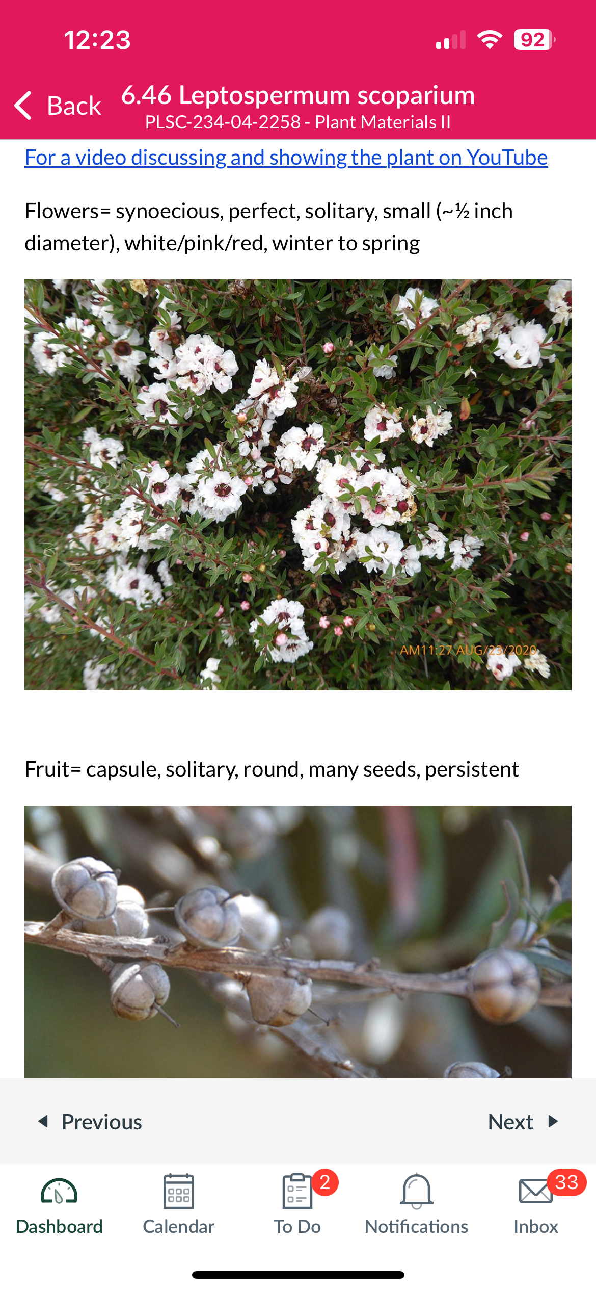 <p>Leptospermum scoparium</p>