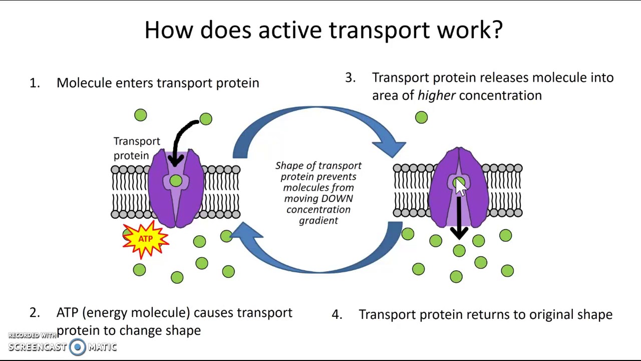 <p>The pumping of substances across membranes against their concentration gradient (active transport).</p>