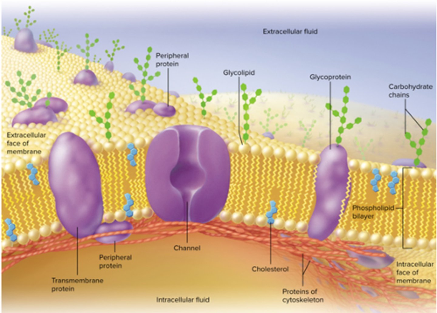 <p>Transmembrane proteins, peripheral proteins, cholesterol, and sugars (glycolipids and glycoproteins).</p>