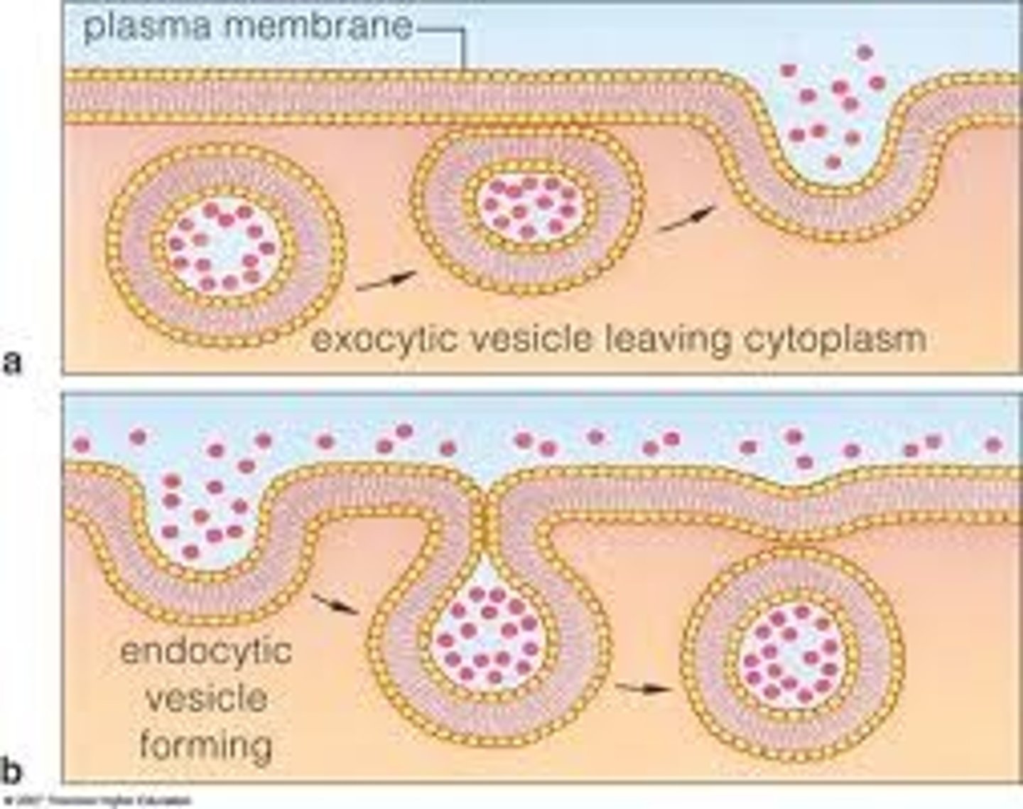 <p>The process by which large particles and macromolecules are transported through plasma membranes. Inc. exocytosis and endocytosis</p>