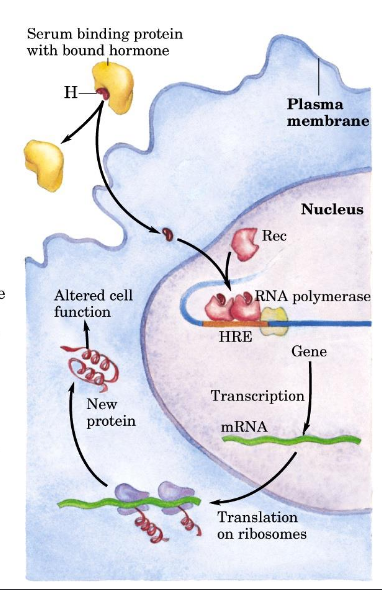 <ol><li><p>steroid (lipid) hormones/metabolites diffuse through membrane, enter cell and bind to receptor in cytoplasm/nucleus</p></li><li><p>changes conformation of receptors, dimerise, bind to regulatory regions called hormone response elements</p></li><li><p>regulates transcription</p></li><li><p>produce cellular response</p></li></ol><p>ex. glucocorticoid, estogeb, angrogen, progesterone, aldosterone, retinoid X, vitamin D, retinoic acid, thyroid hormone, peroxisome proliferator-activated</p>
