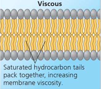 <p>Saturated hydrocarbon tails (viscous) </p>