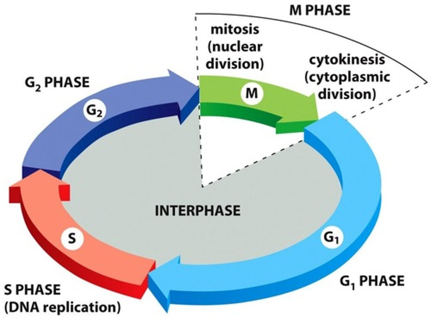 <p>Series of phases that cells go through for division.</p>