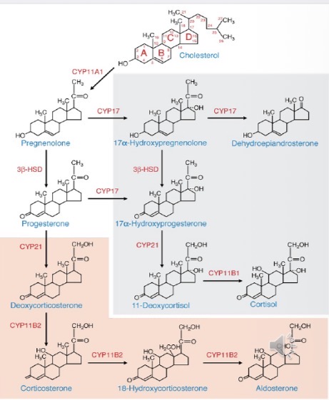 <ul><li><p>CYP21</p></li><li><p>CYP11B2</p></li></ul><p></p>