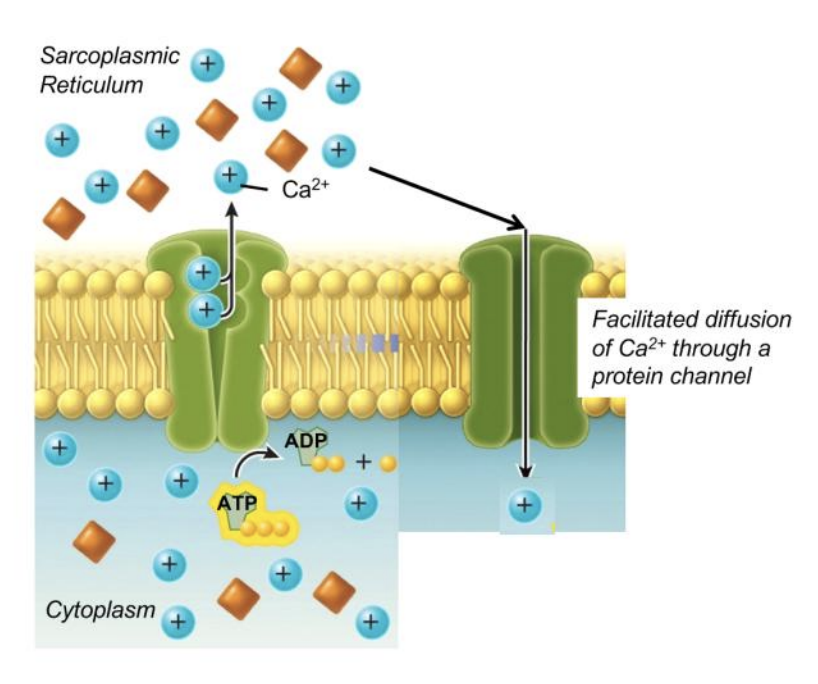 <p>Ca 2+ diffuses down its [gradient] back into cytosol</p>