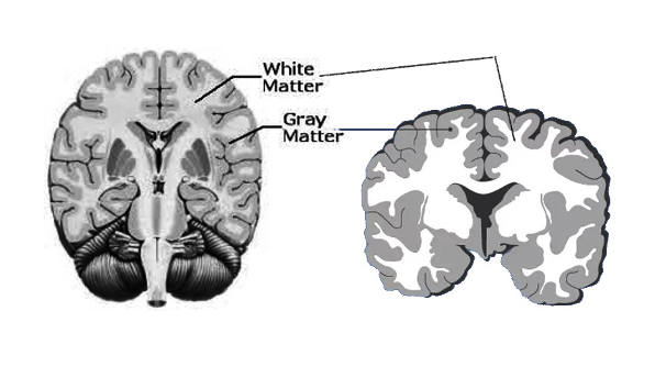 <p>bundles of myelinated axons</p>