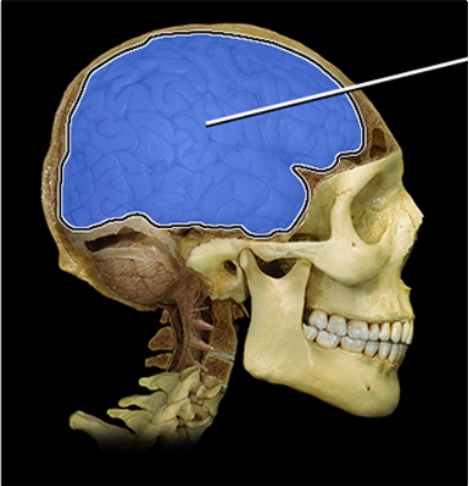 <p><span><span>Cerebrum</span></span></p>