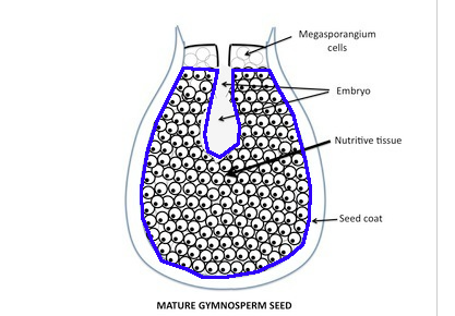 <p>Area of nutritive tissue</p>