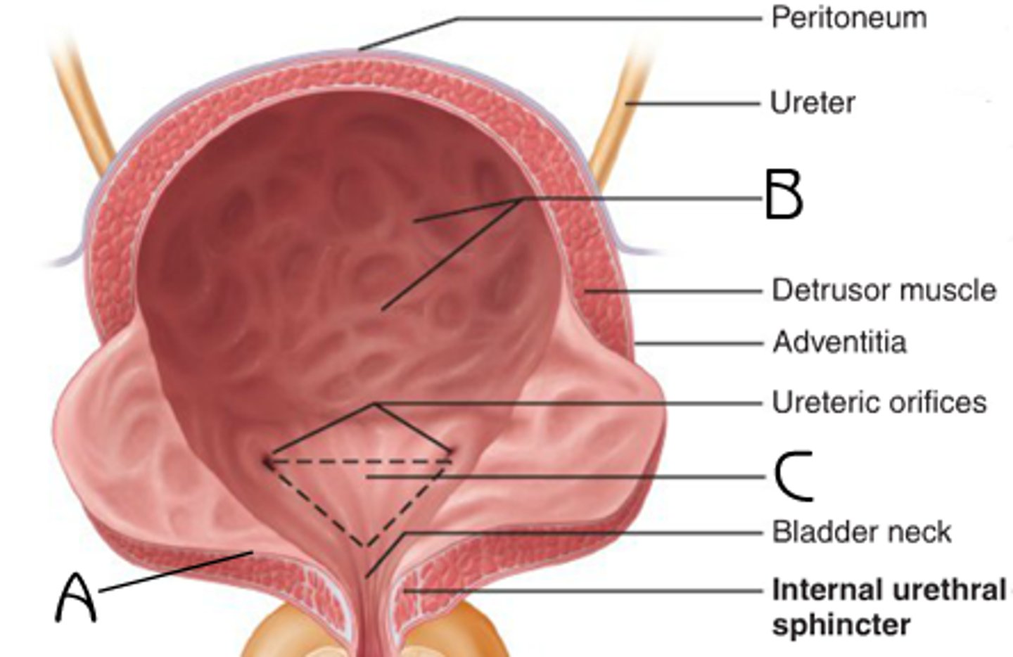 <p>A hollow, muscular, and collapsible organ located in the pelvic region posterior to the pubic symphysis.</p><p>Has two separate openings for each of the two ureters and an opening for the urethra.</p>