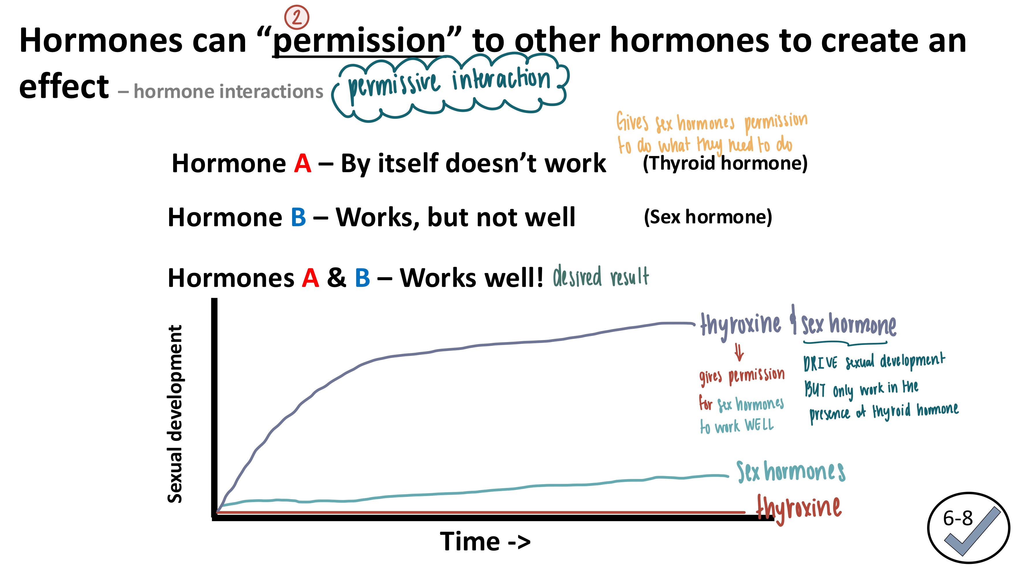 <ul><li><p>Hormone A (thyroid hormone) gives “permission” to hormone B (sex hormone) to function</p></li><li><p>Sex hormones work by themselves, but work BETTER in the presence of thyroid hormone </p></li></ul><p></p>