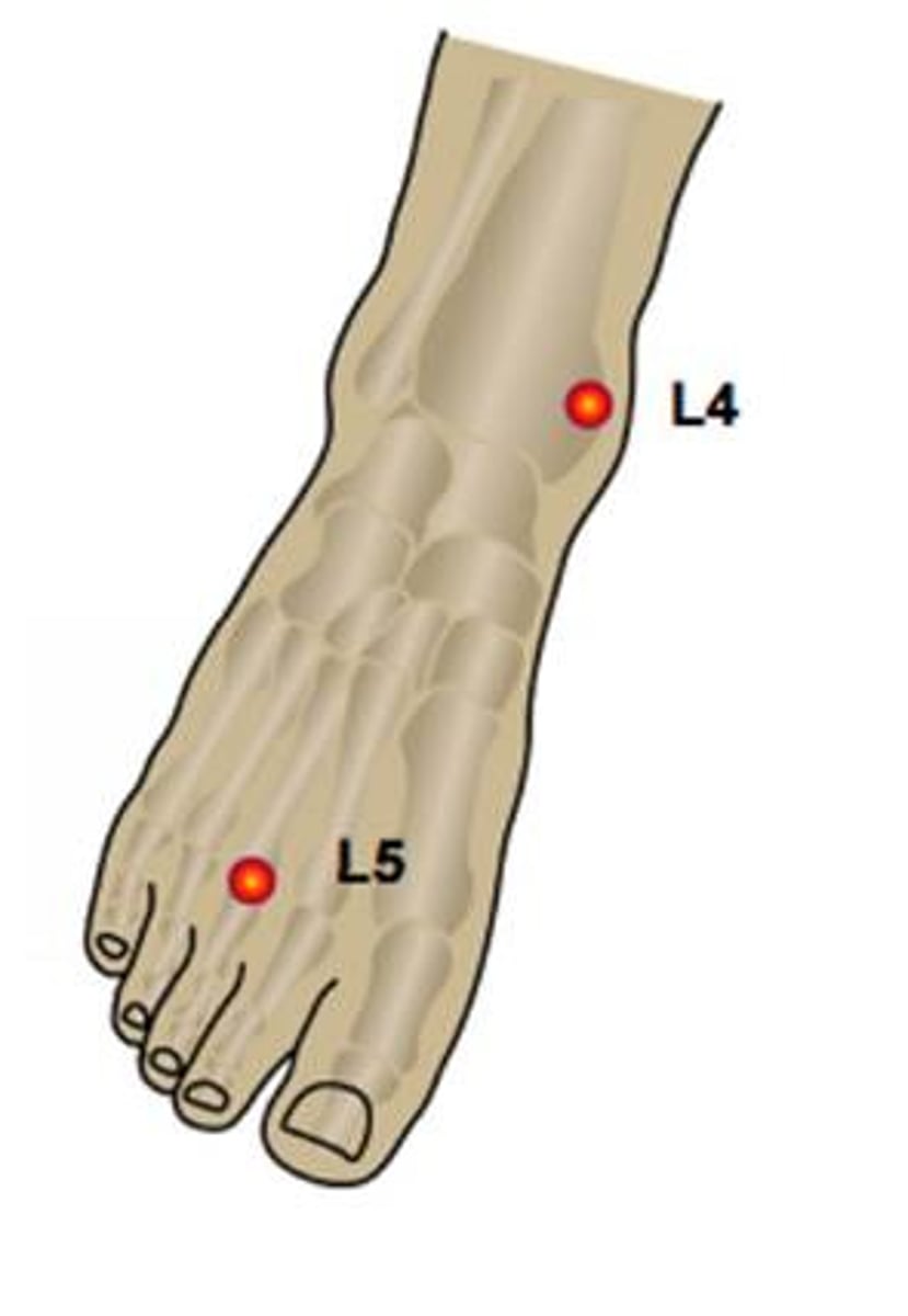 <p>medial lower leg and foot</p>