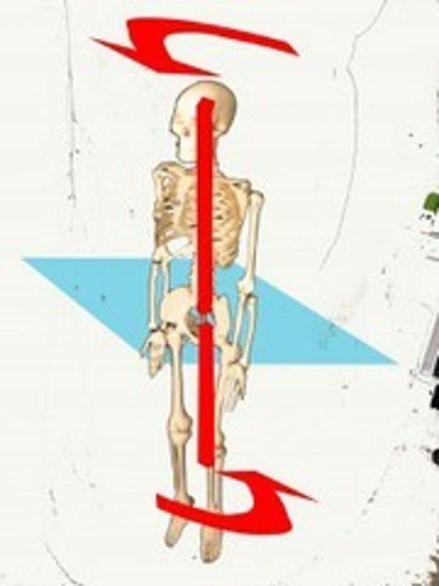 <p>Transverse Plane</p>