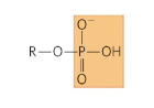 <p>Name this functional group</p>