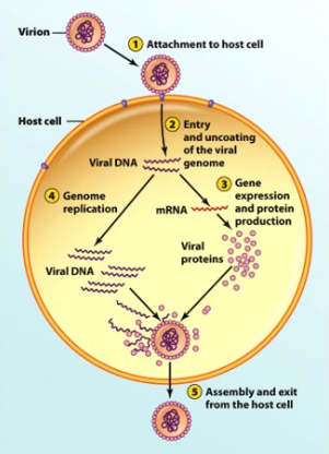 <ol><li><p>Adhere attach</p><ol><li><p>stick to the host cell by receptors</p></li></ol></li><li><p>Enter</p></li><li><p>Uncoat</p><ol><li><p>release genomes</p></li></ol></li><li><p>Synthesis</p><ol><li><p>express &amp; replicate genome</p></li></ol></li><li><p>Assembly</p><ol><li><p>create new virus particles</p></li></ol></li><li><p>Exit</p><ol><li><p>new particles leave the cell</p></li></ol></li></ol><p>Note: Cells will die b/c it uses too much resources to make these viruses</p>