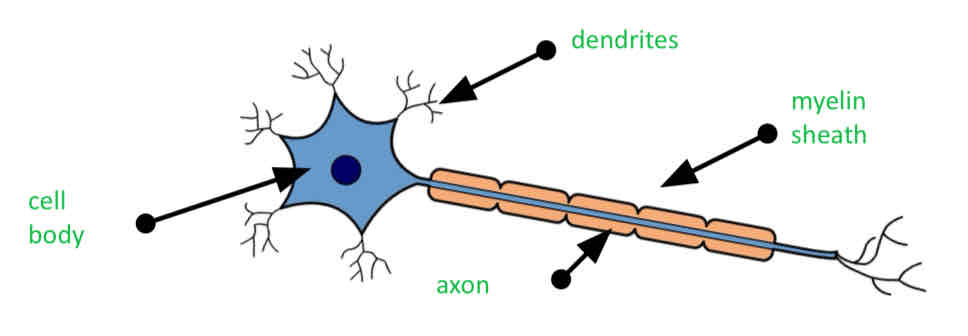 <p>Insulating liquid that wrapped the axons which speeds up nerve impulse</p>