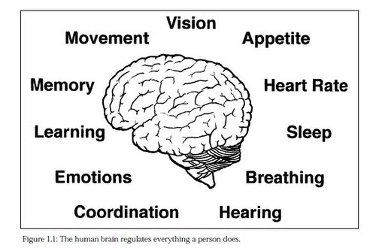 <p>Organ responsible for behavior and regulation.</p>