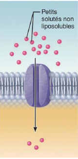 <p>Pour le transport de certains Ions choisis selon leur taille et leur charge électrique </p><p>Exemple : Entrée d’ions NA+, K+, Ca2+ ou sortie d’ions Cl-.</p><p>Ce mode de diffusion facilité peut-être soit passif, soit actif.</p><p>Un mécanisme actif nécessite l’apport d'énergie (ATP)</p><p>Ce mode de diffusion facilité peut-être soit passif, soit actif.</p><p>Un mécanisme actif nécessite l’apport d'énergie (ATP)</p><p></p>