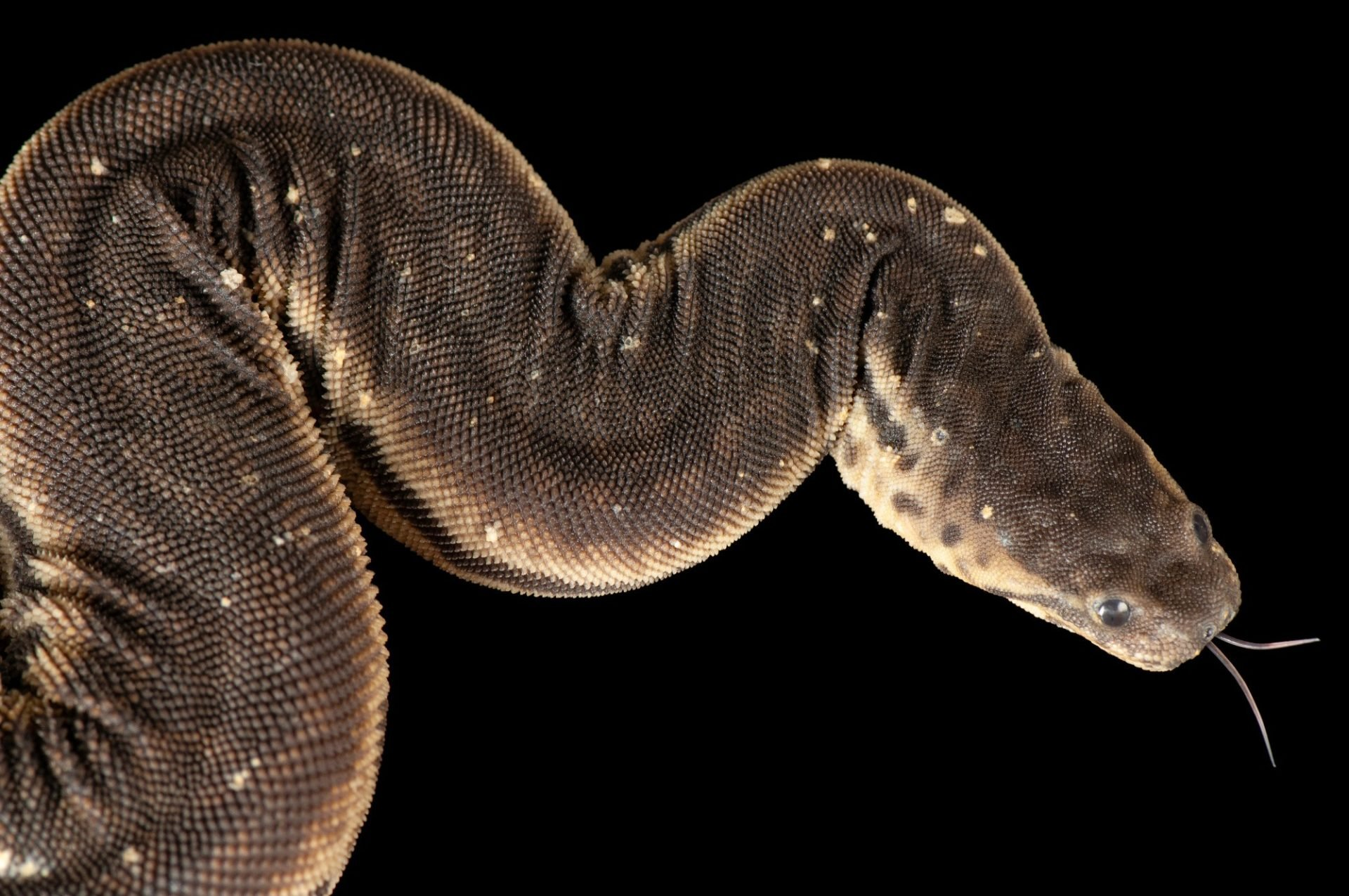 <p>file snakes</p>