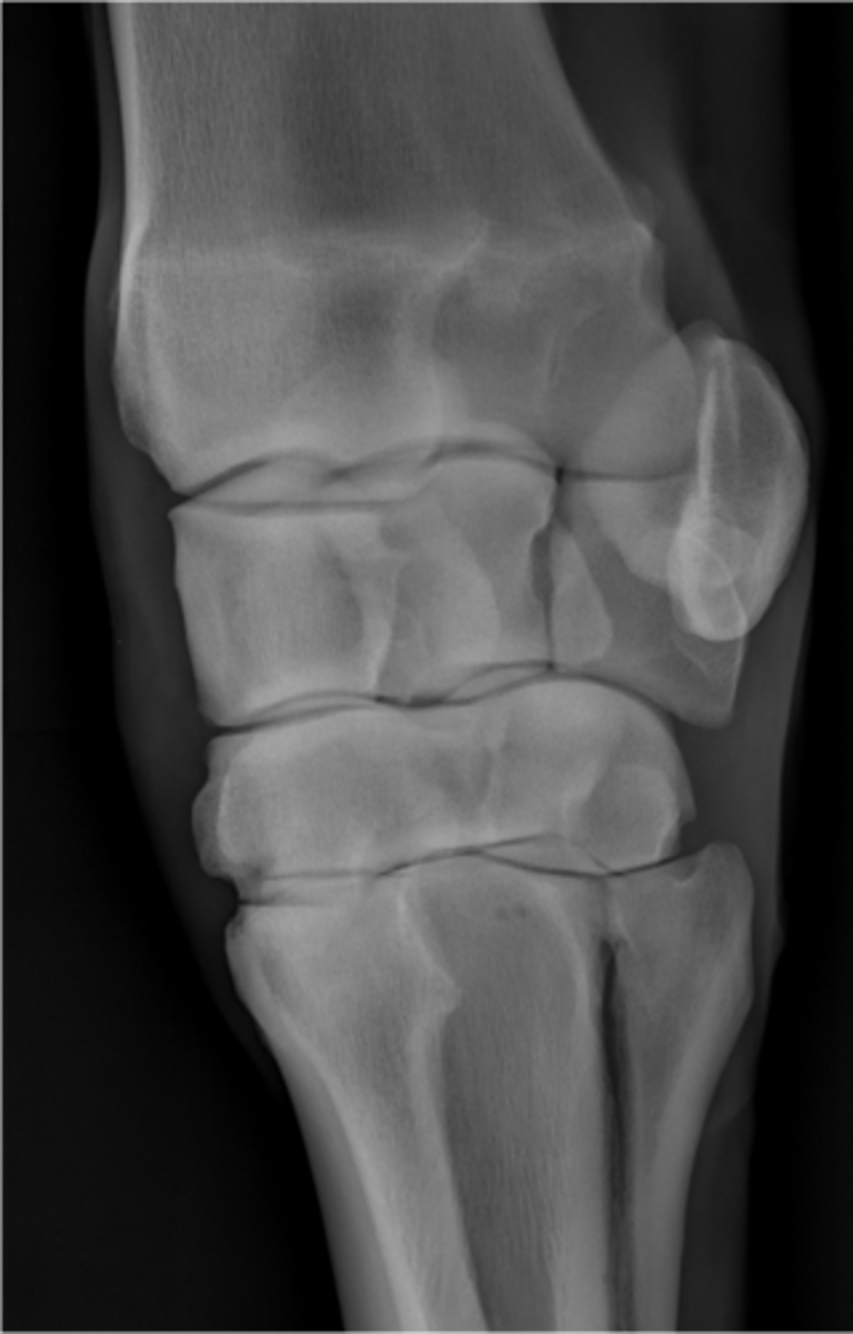 <p>ID view of carpus</p>