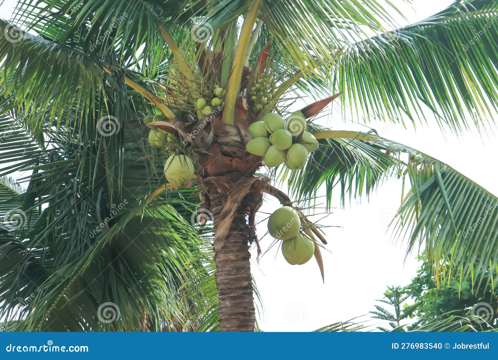 <p>Biological Origin:<strong> <em>Cocos nucifera </em>L. (Arecaceae)</strong></p><p>Common Name: <strong><u>Coconut/Buko</u></strong></p><p>Part used: <strong>Exocarp</strong></p><p>Medicinal use:</p><ul><li><p><strong>Antimicrobial</strong></p></li><li><p><strong>Antioxidant</strong></p></li></ul><p>Secondary metabolites:</p><p><strong>●&nbsp;&nbsp;&nbsp;&nbsp; Catechin (flavonoids)</strong></p><p style="text-align: justify"><strong>●&nbsp;&nbsp;&nbsp;&nbsp;&nbsp;&nbsp; Epicatechin (flavonoids)</strong></p><p style="text-align: justify"><strong>●&nbsp;&nbsp;&nbsp;&nbsp;&nbsp;&nbsp; Quercetin (flavonoids)</strong></p>