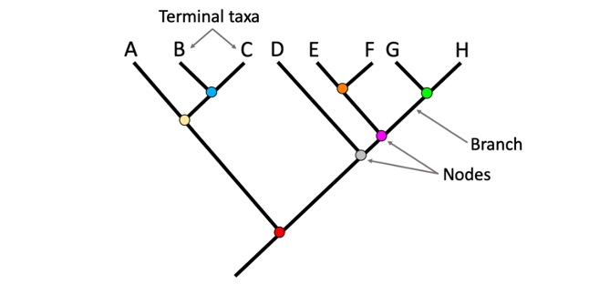<p><span style="font-family: "Avenir Book";"><strong><span>Phylogenetic trees</span></strong></span></p>