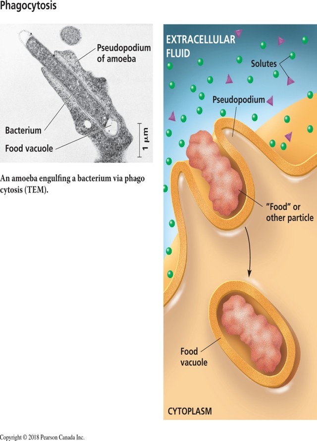 <p>Folds of the plasma membrane called pseudopods surround a particle, forming a phagocytic vacuole. The vacuole fuses with a lysosome and the material is digested. </p>