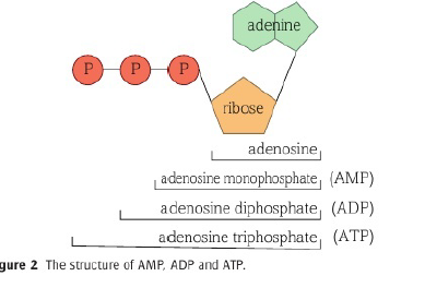 <ul><li><p>Can make:</p><ul><li><p>Adenosine (just adenine and ribose)</p></li><li><p>Adenosine monophosphate (adenine, ribose and one phosphate group)</p></li><li><p>Adenosine diphosphate - ADP (adenine, ribose and two phosphate groups)</p></li><li><p>Adenosine triphosphate - ATP (adenine, ribose and three phosphate groups)</p></li></ul></li></ul><p></p>