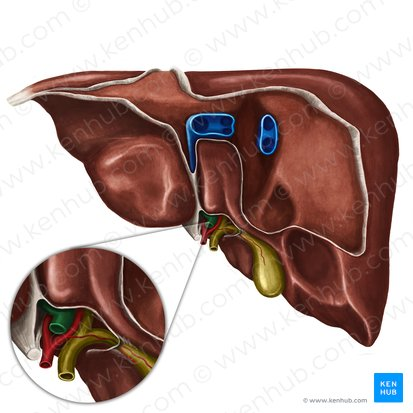<p>A large vein that carries deoxygenated but nutrient-rich blood from the digestive organs (stomach, intestines, spleen, pancreas) to the liver for processing.</p>