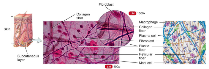 <ul><li><p>Loose Connective Tissues</p></li><li><p>is the most widely distributed in the body. It contains several types of cells and all three fiber types.</p></li><li><p>It is used to attach skin and underlying tissues, and as a packing between glands, muscles, and nerves.</p></li><li><p>most easily identified because it is widely distributed</p></li></ul><p></p>