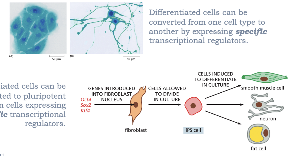 <ul><li><p>DIFFERENTIATED CELLS CAN BE CONVERTED FROM ONE CELL TYPE TO ANOTHER BY EXPRESSING SPECIFIC TRANSCRIPTIONAL REGULATORS</p></li><li><p>DIFFERENTIATED CELLS CAN BE CONVERTED TO PLURIPOTENT STEM CELLS EXPRESSING SPECIFIC TRANSCRIPTIONAL FACTORS </p></li></ul><p></p>
