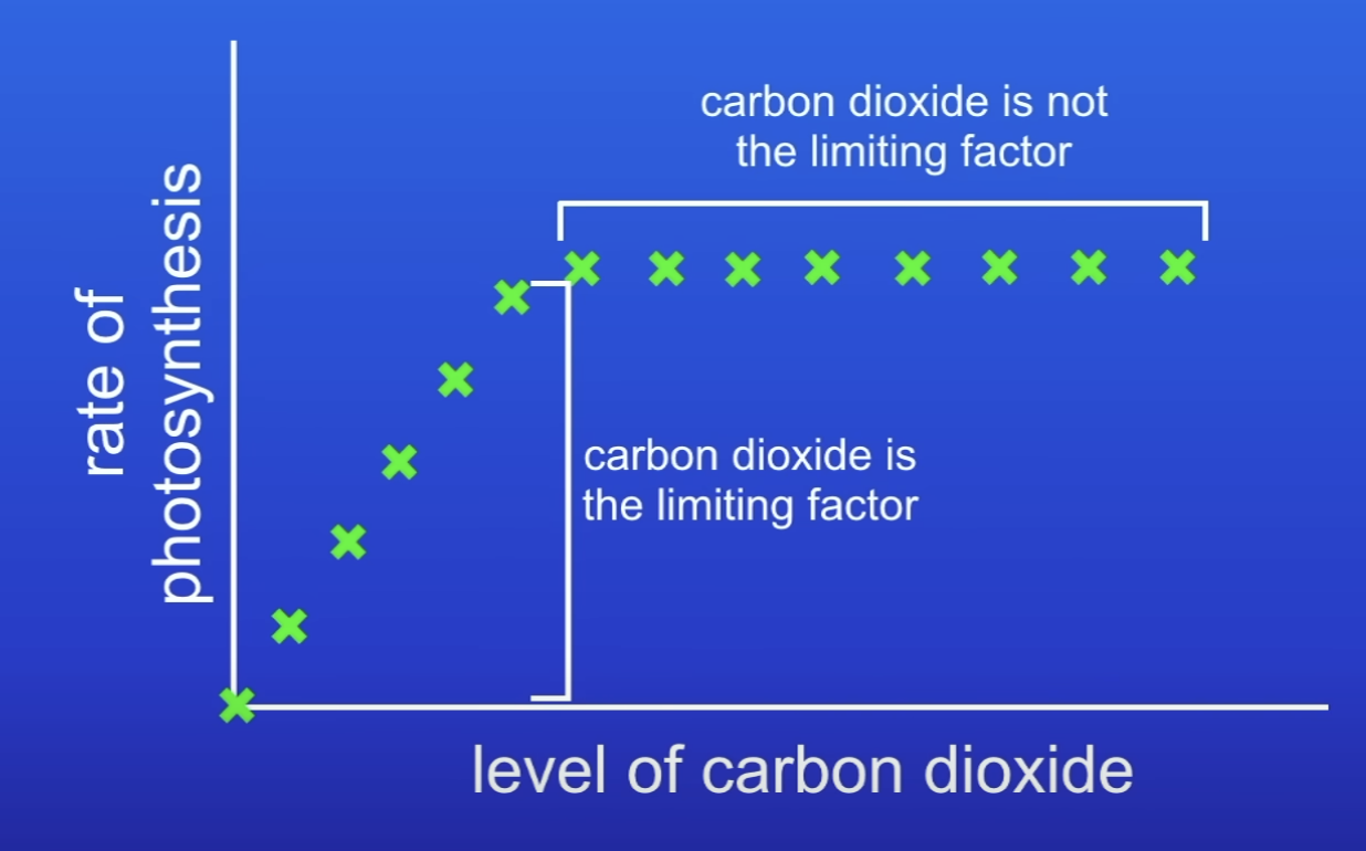 <p>Describe this graph about effect of CO2 conc on rate of PS</p>