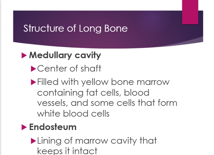 <p>a. lining of marrow cavity that keeps it intact</p>