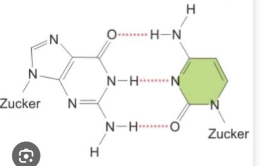 <p>Welche nukleoside sind das ?</p>