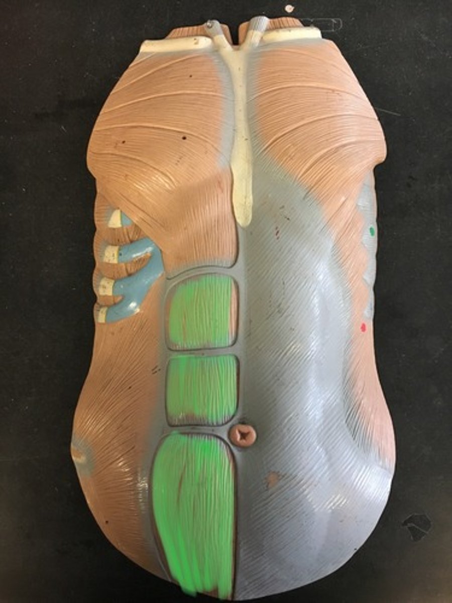<p>a paired muscle running vertically on each side of the anterior wall of the human abdomen</p>