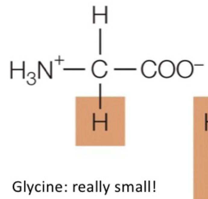 <p>glycine</p>