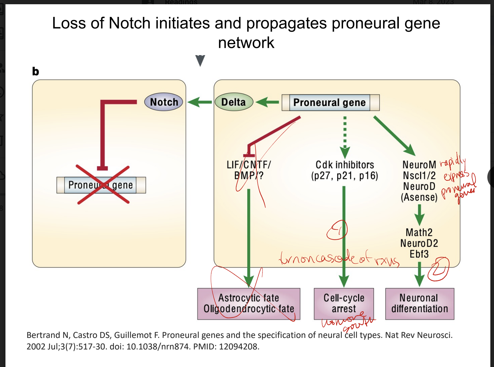 * on → downregulates proneural genes
* delta = ligand for notch
  * cleaved inside cyto part NICD when ligand-bound → turns on Hes genes