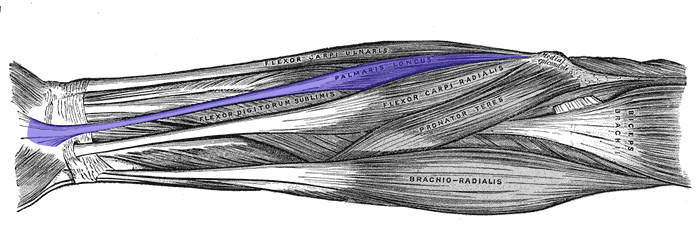 <p>Palmaris Longus</p>