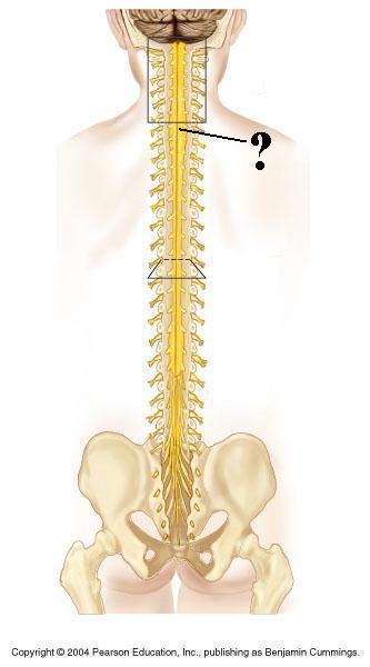 <p><span><span>Identify the indicated structure</span></span></p>
