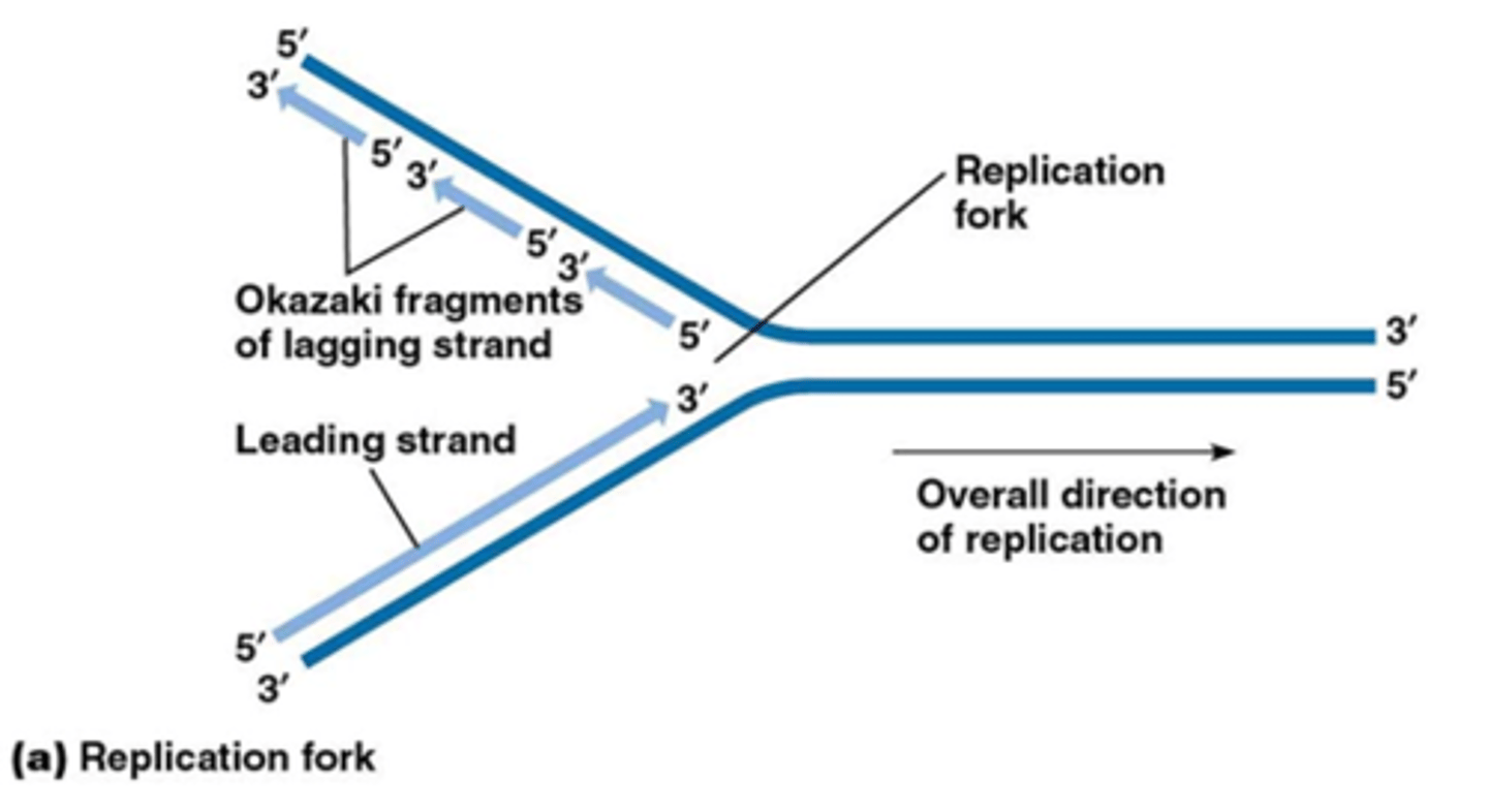 <p>continu op de leading strand= 3' -> 5' streng</p><p>discontinu op de lagging strand= 5' -> 3' streng</p><p>->omdat DNA polymerase altijd van van 5' -> 3' werkt</p><p>->beide strengen worden wel degelijk gerepliceerd</p>