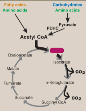 <p>Label the TCA cycle.</p>