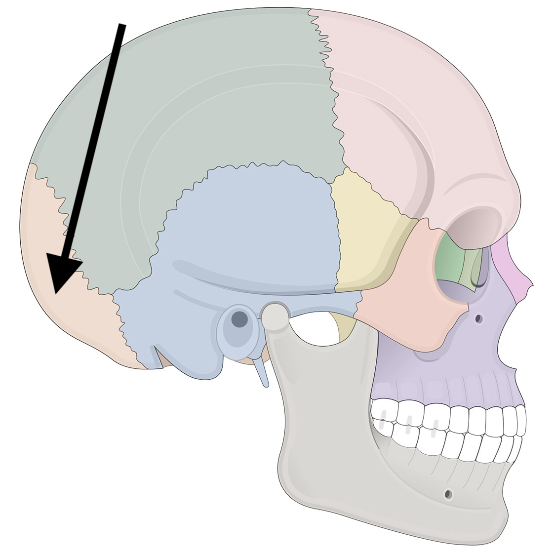<p>Name the bone</p>