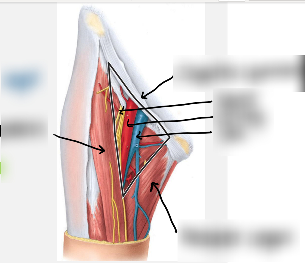 <p>Identify Blue</p>