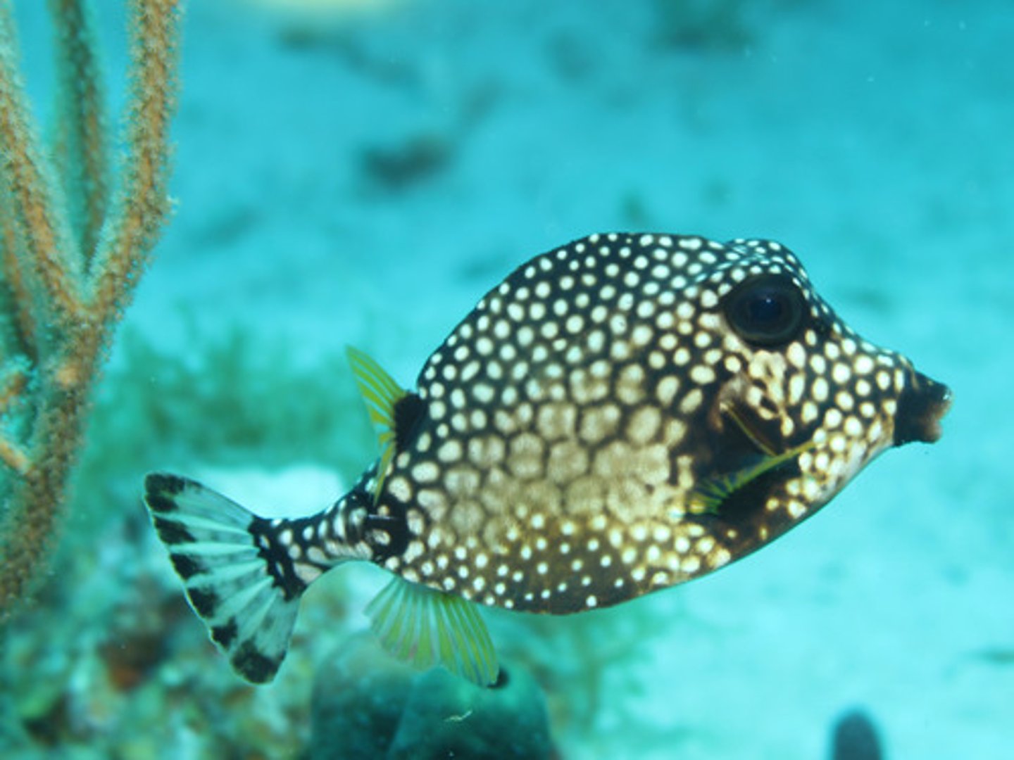 knowt flashcard image