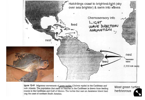 <ul><li><p>are herbivorous</p><ul><li><p>have <strong>huge migrations</strong>→ feed in one area, nest far away</p></li><li><p>hatchlings crawl to the sky over sea light (brighter than sky over land)→ go out to the ocean</p></li><li><p>use chemosensory info to pick nesting site (light, wave direction, magnetism) and are site-faithful</p></li></ul></li></ul>