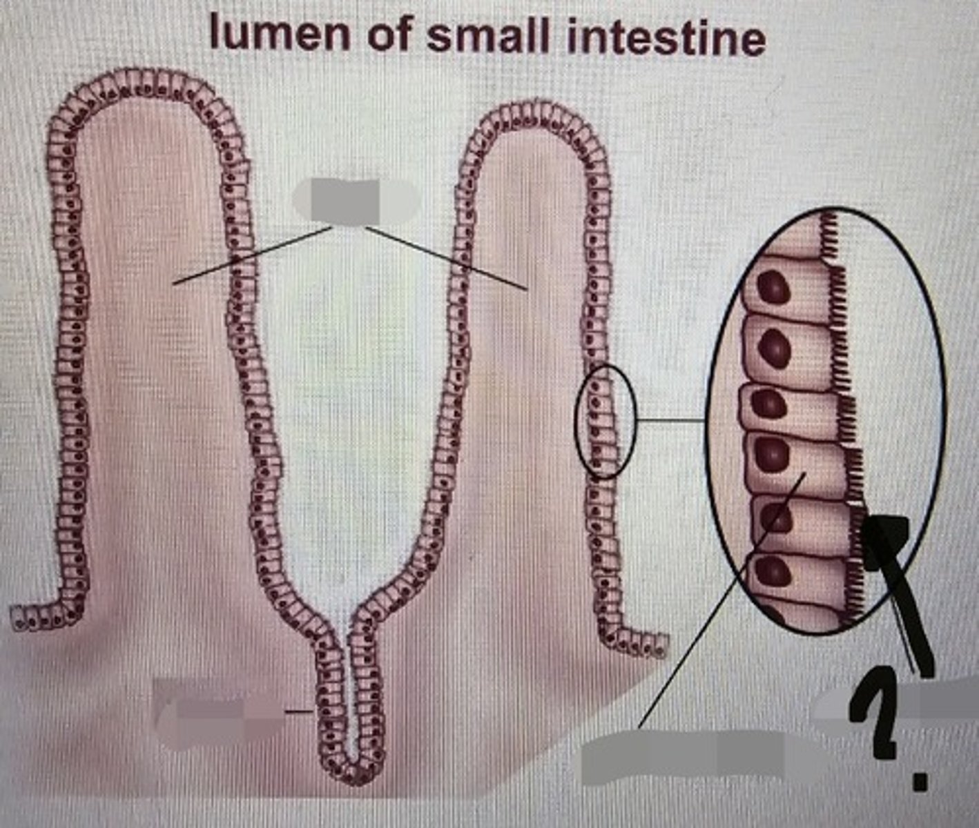 <p>- folding of the apical surface of each epithelial cell (upon the villi)</p><p>- contain enzymes for carbohydrate and protein digestion</p>
