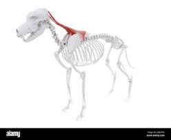 <p>What muscle is this</p>